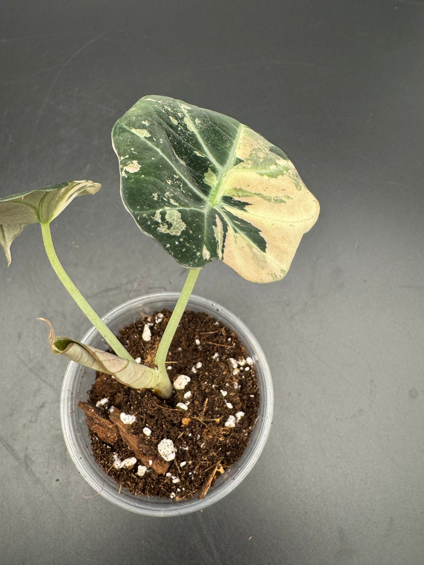 Alocasia black velvet pink variegata