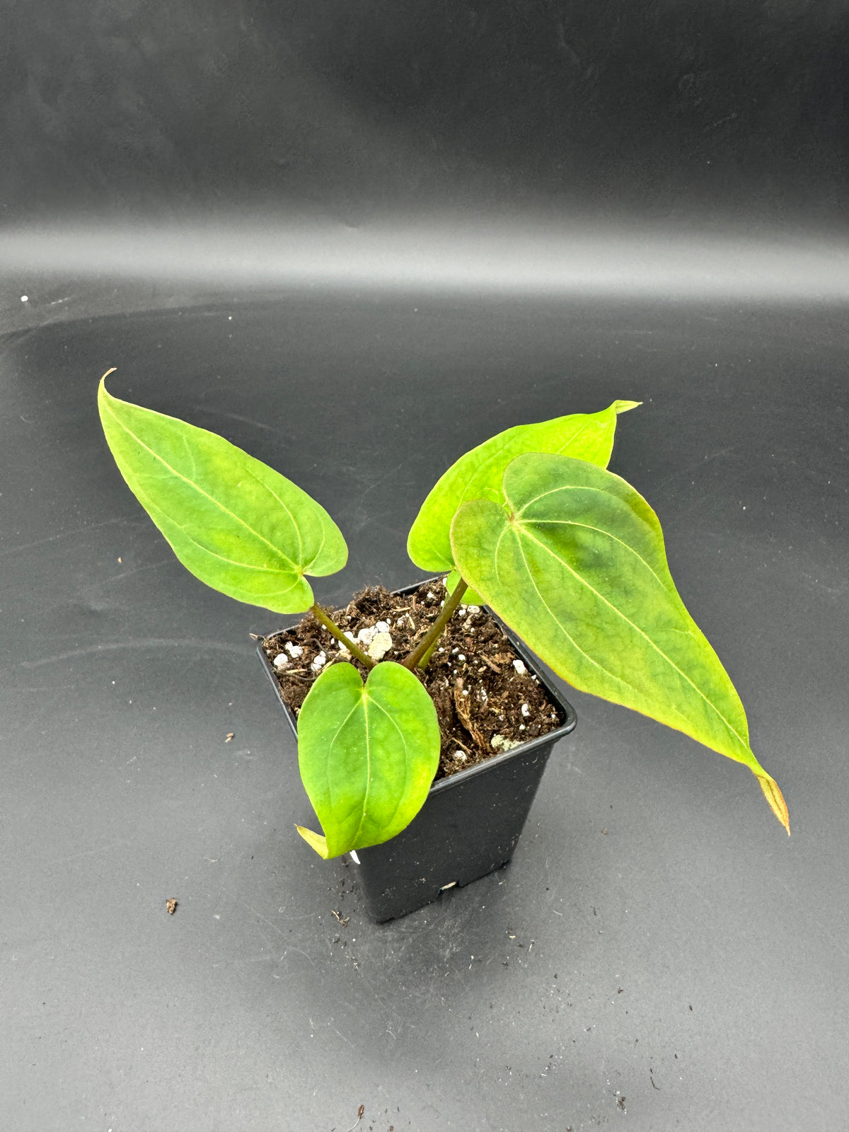 Anthurium Michelle x Black Jack