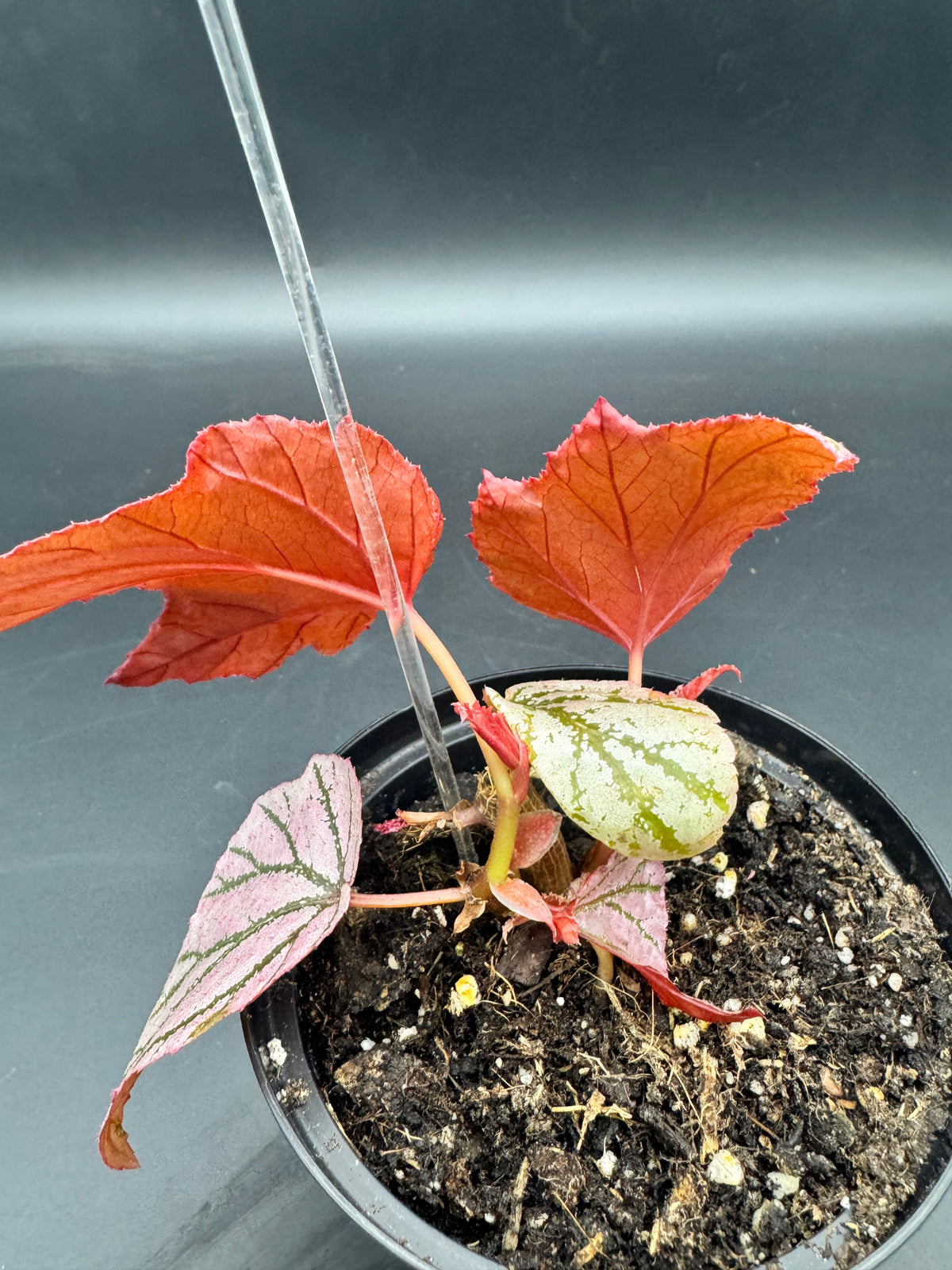 Begonia LaMoon