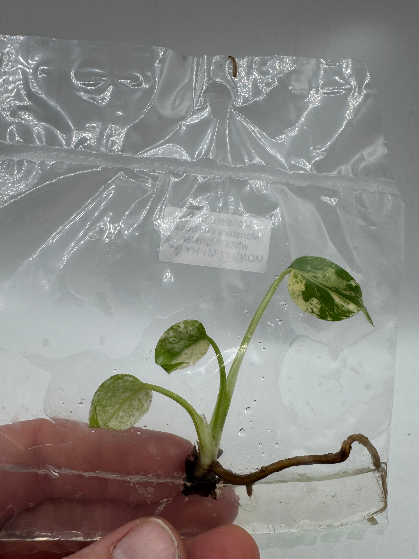 Monstera deliciosa white Monster TC