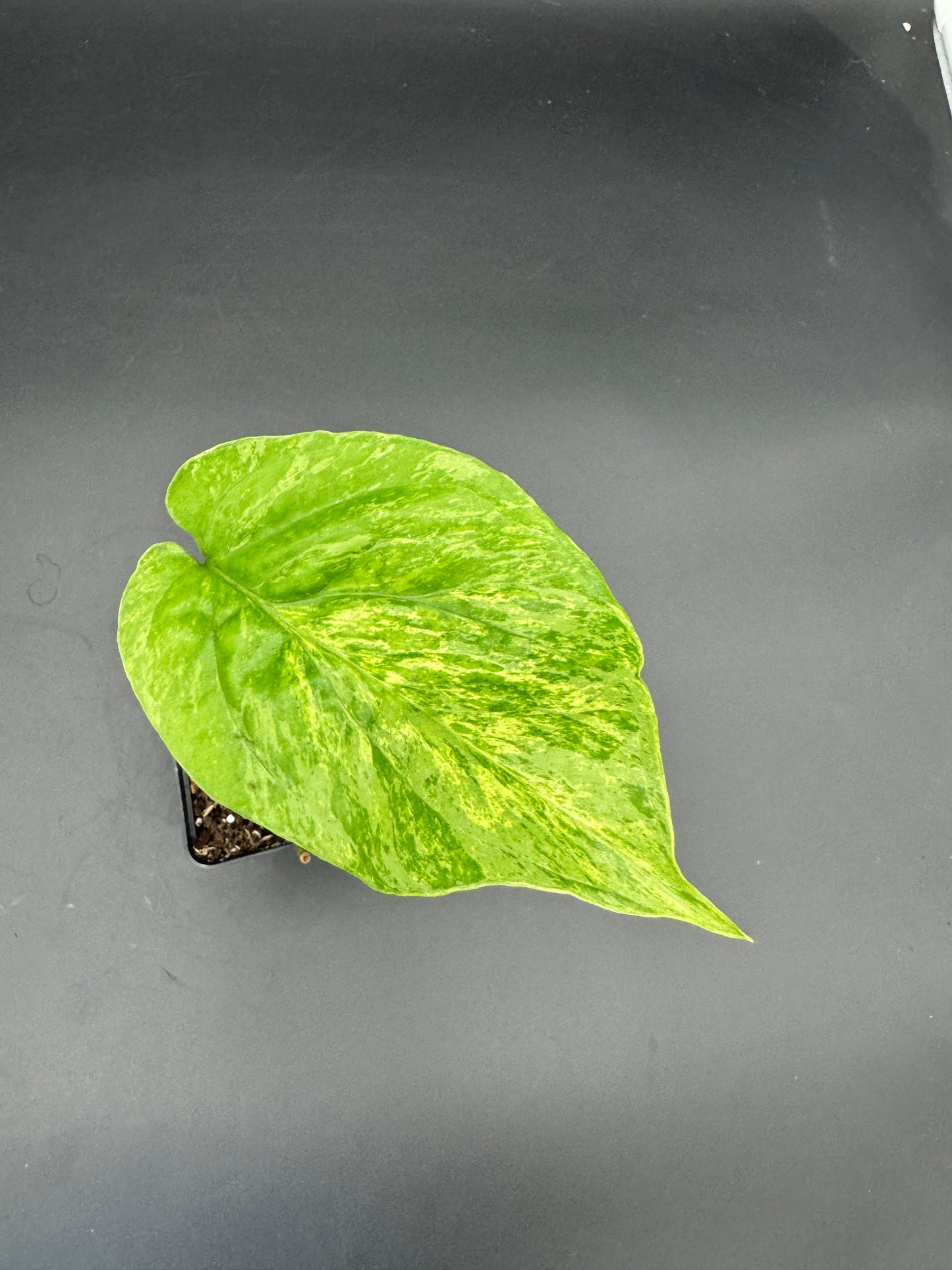 Amydrium Medium mint Variegata