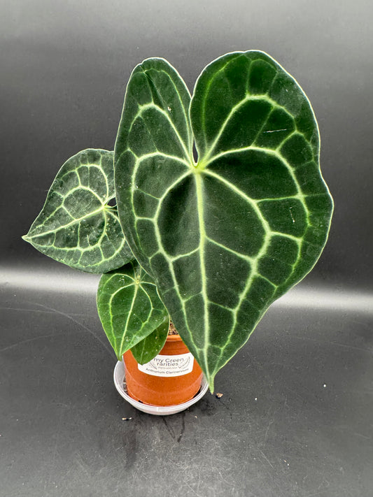 Anthurium clarinervium