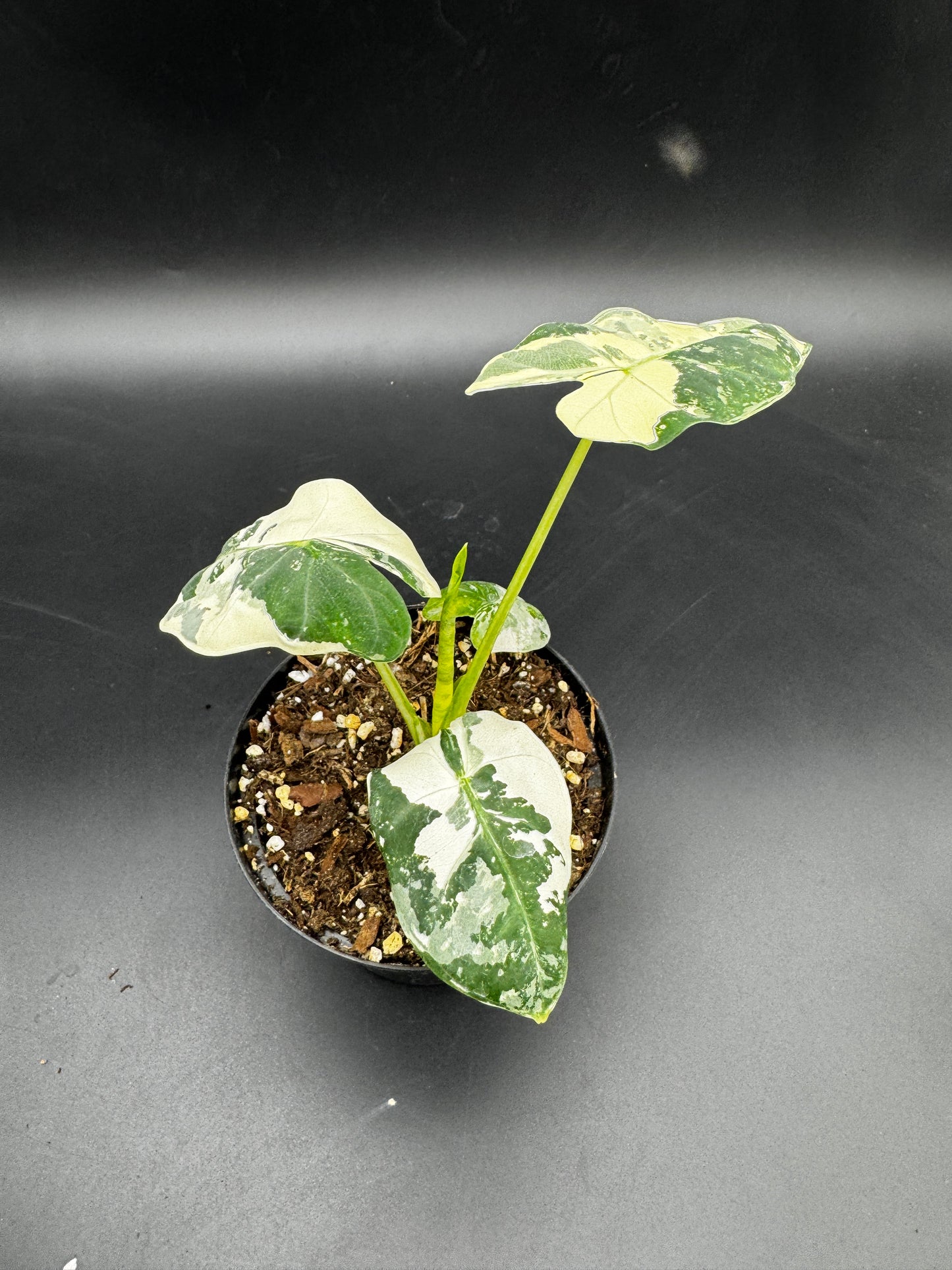 Alocasia Frydek variegata