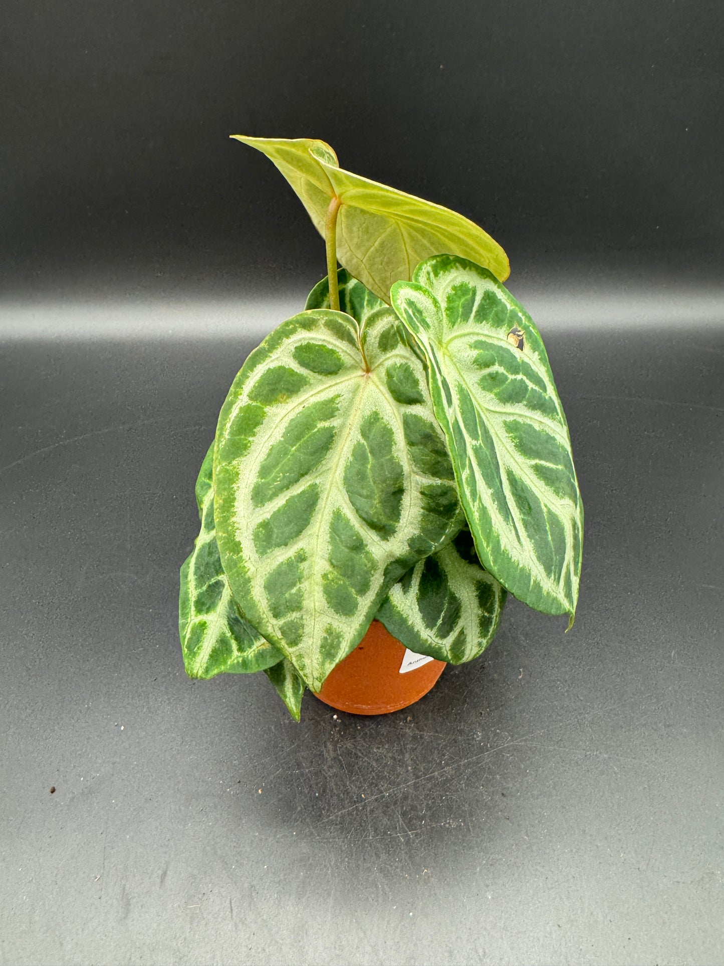 Anthurium Silver blush
