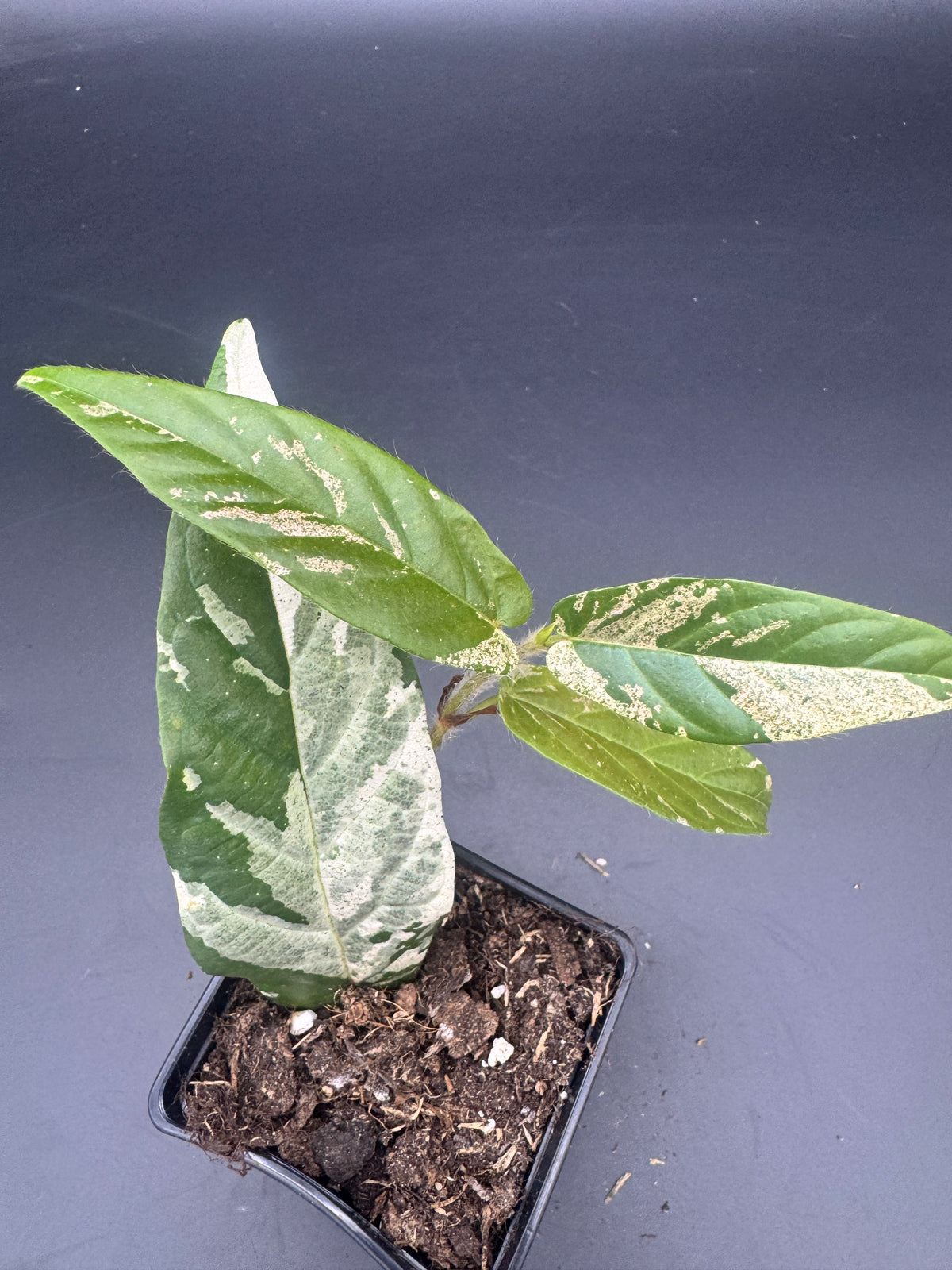 Ficus Sagittata Pink Variegata