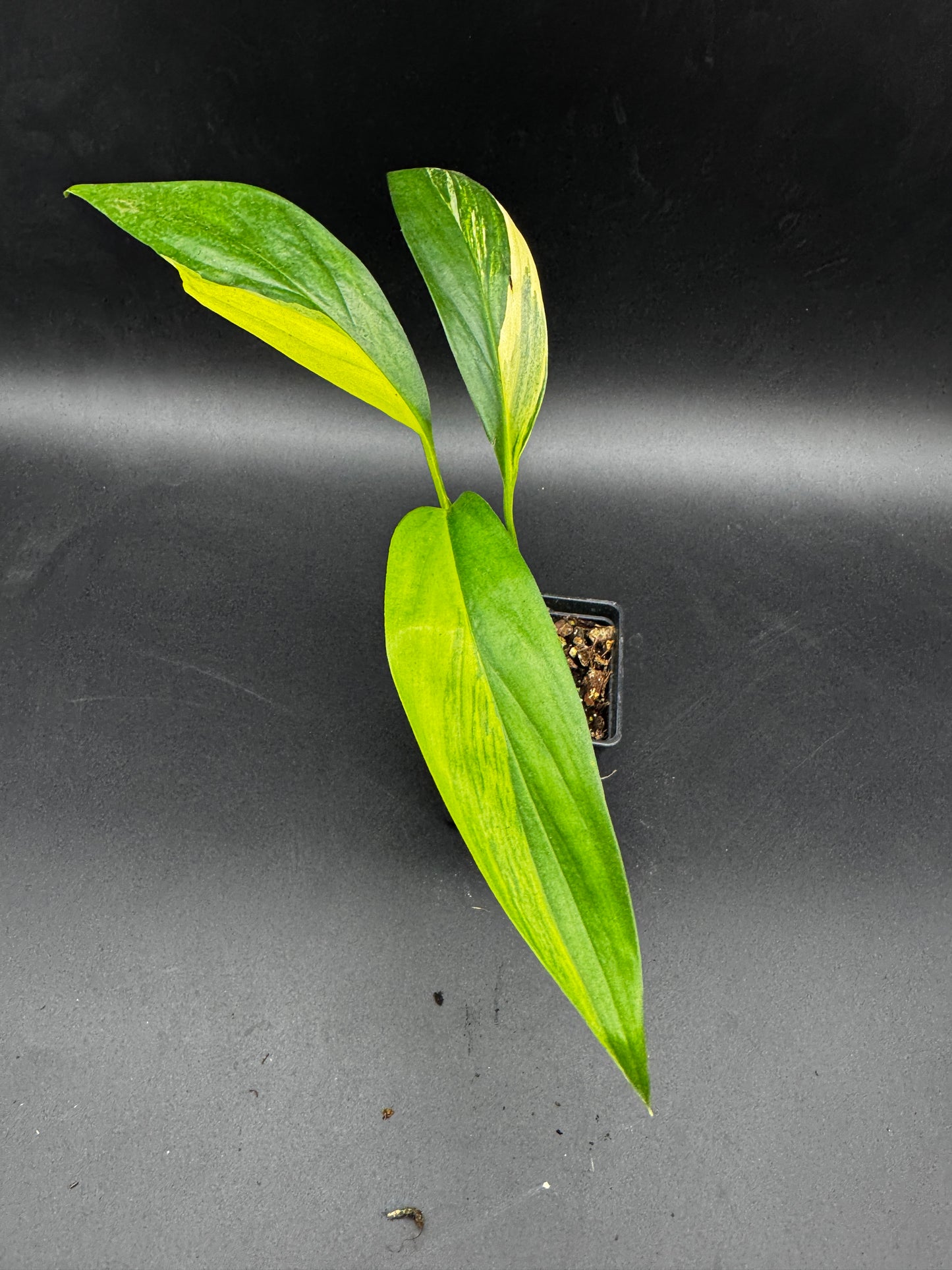 Epipremnum amplissimum Aurea