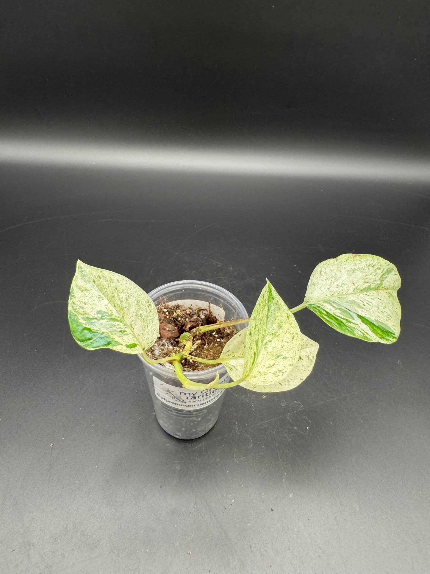 Epipremnum hanoman sp Bali
