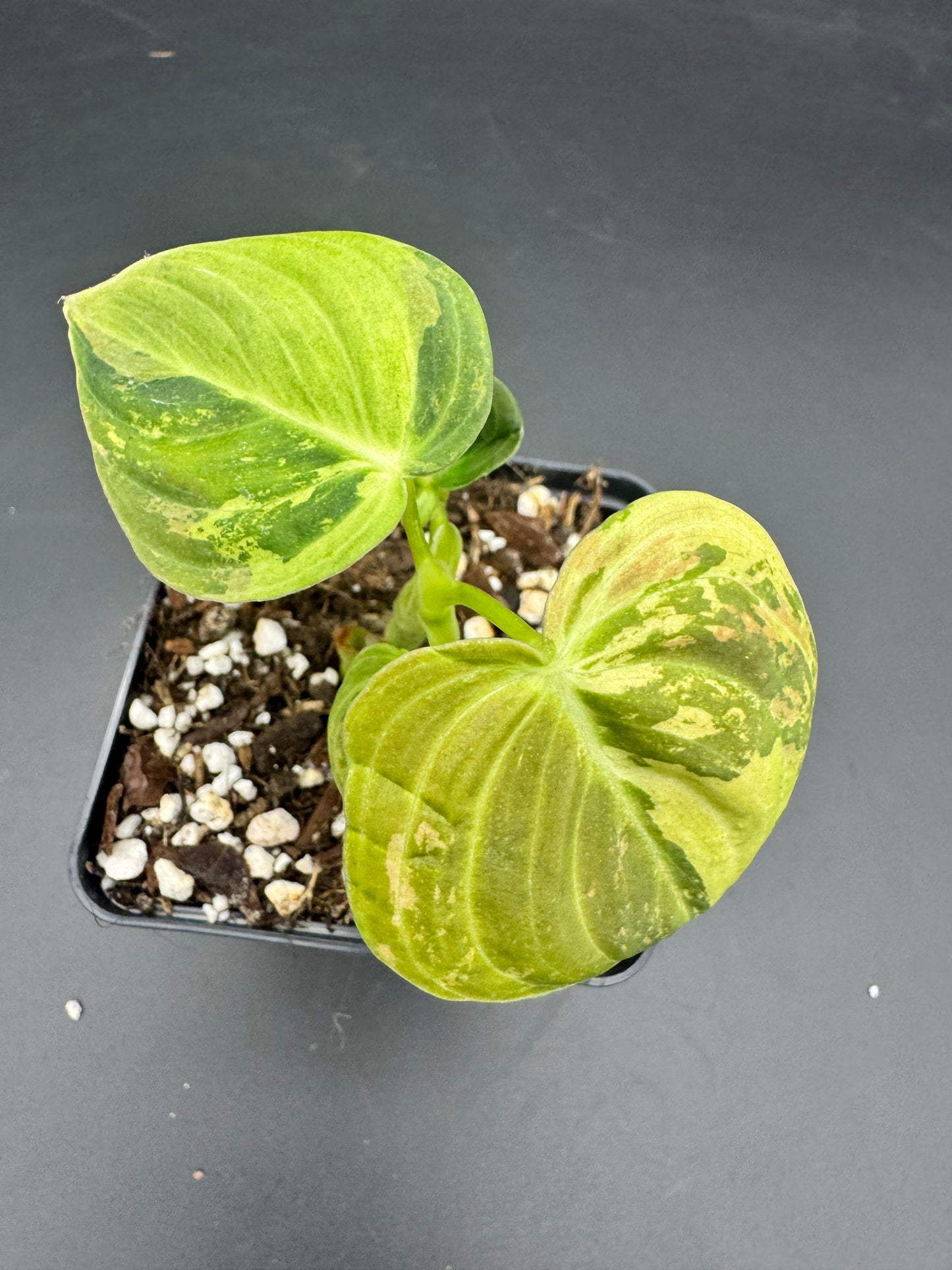 Philodendron melanochrysum variegata