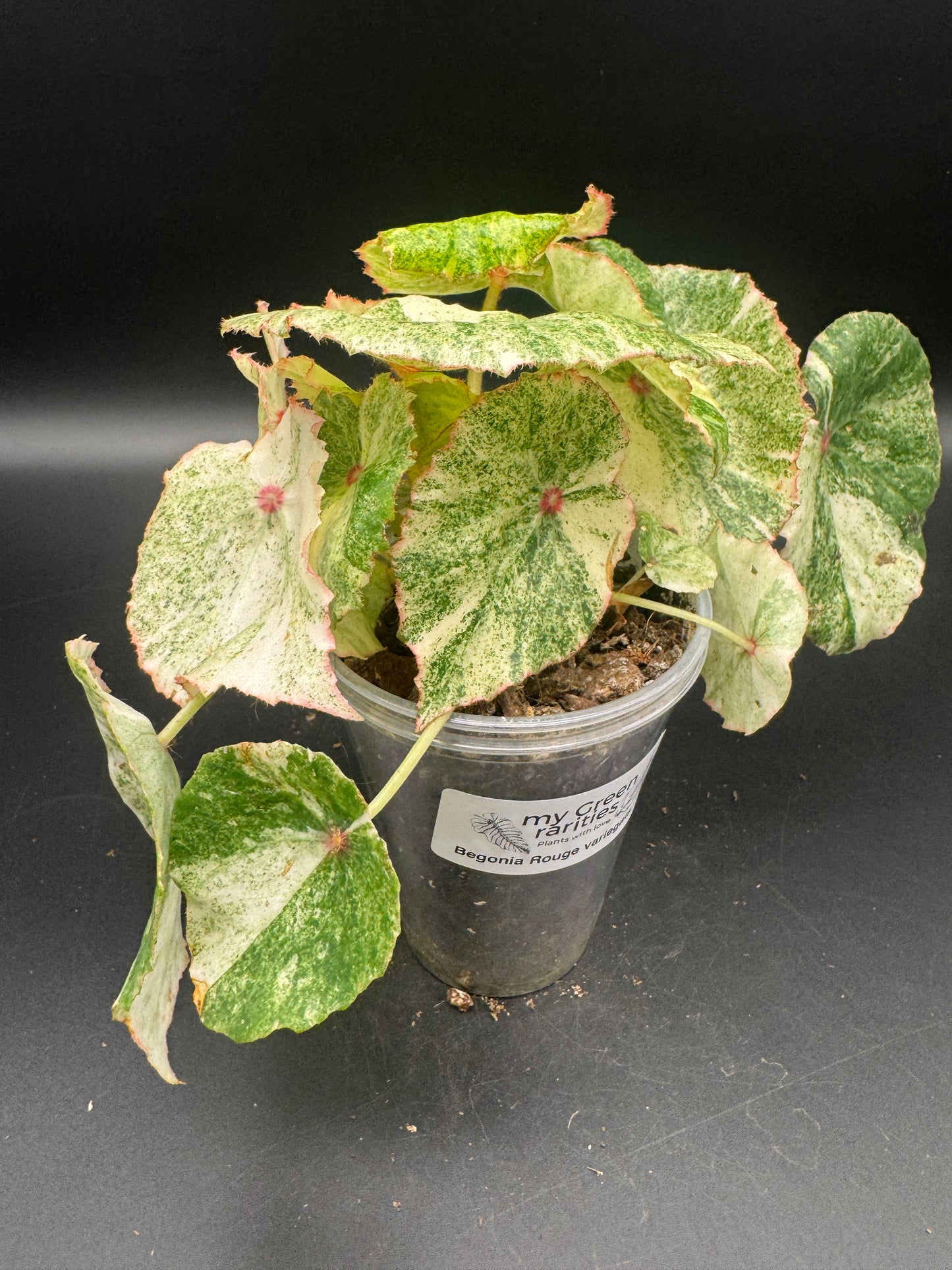 Begonia Rouge variegata