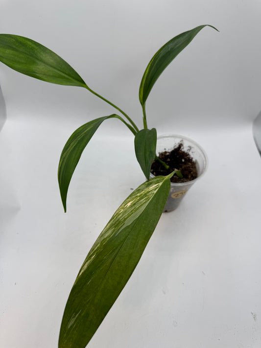 Epipremnum Amplissimum Aurea variegata