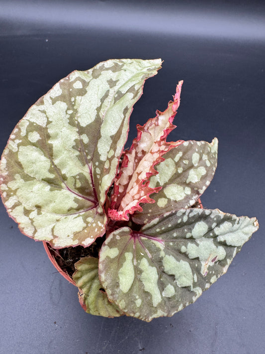 Begonia Lucifer