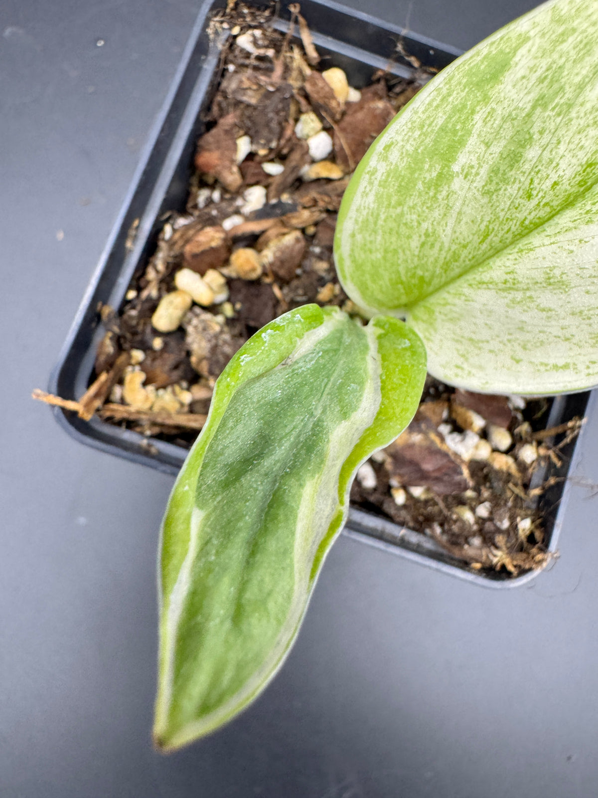 Scindapsus super Star