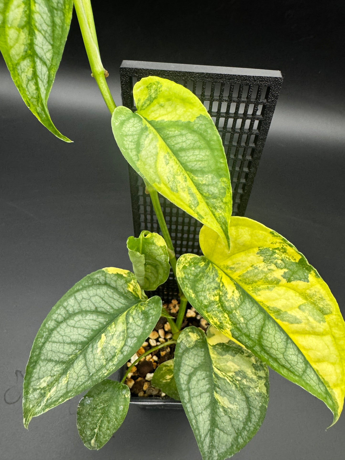 Monstera Siltepecana Aurea variegata