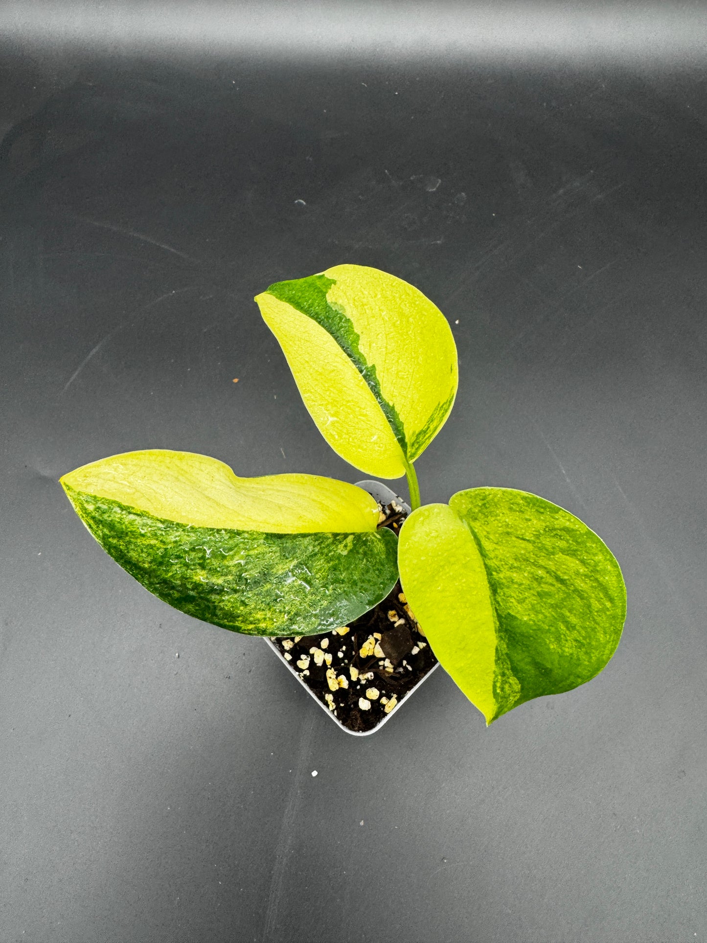Scindapsus Jade Satin Aurea
