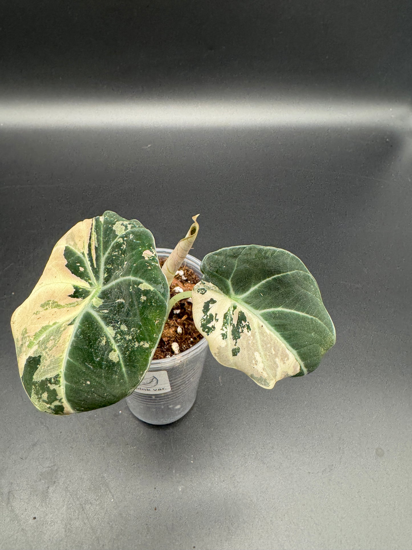 Alocasia black velvet pink variegata