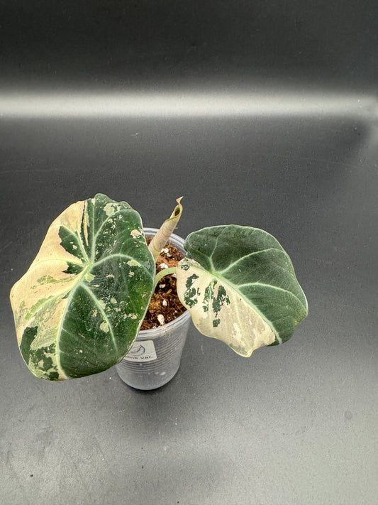 Alocasia black velvet pink variegata