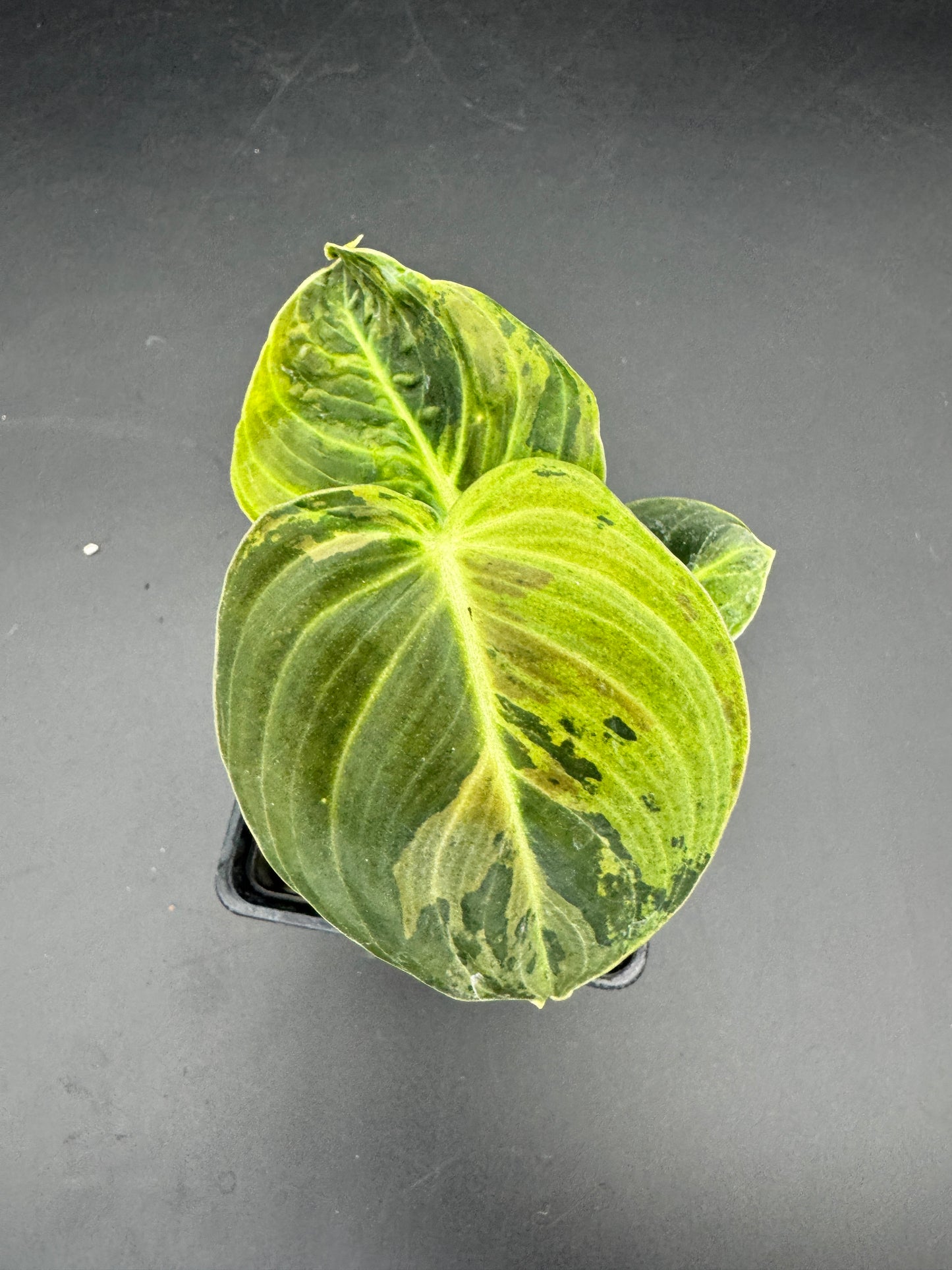 Philodendron melanochrysum variegata