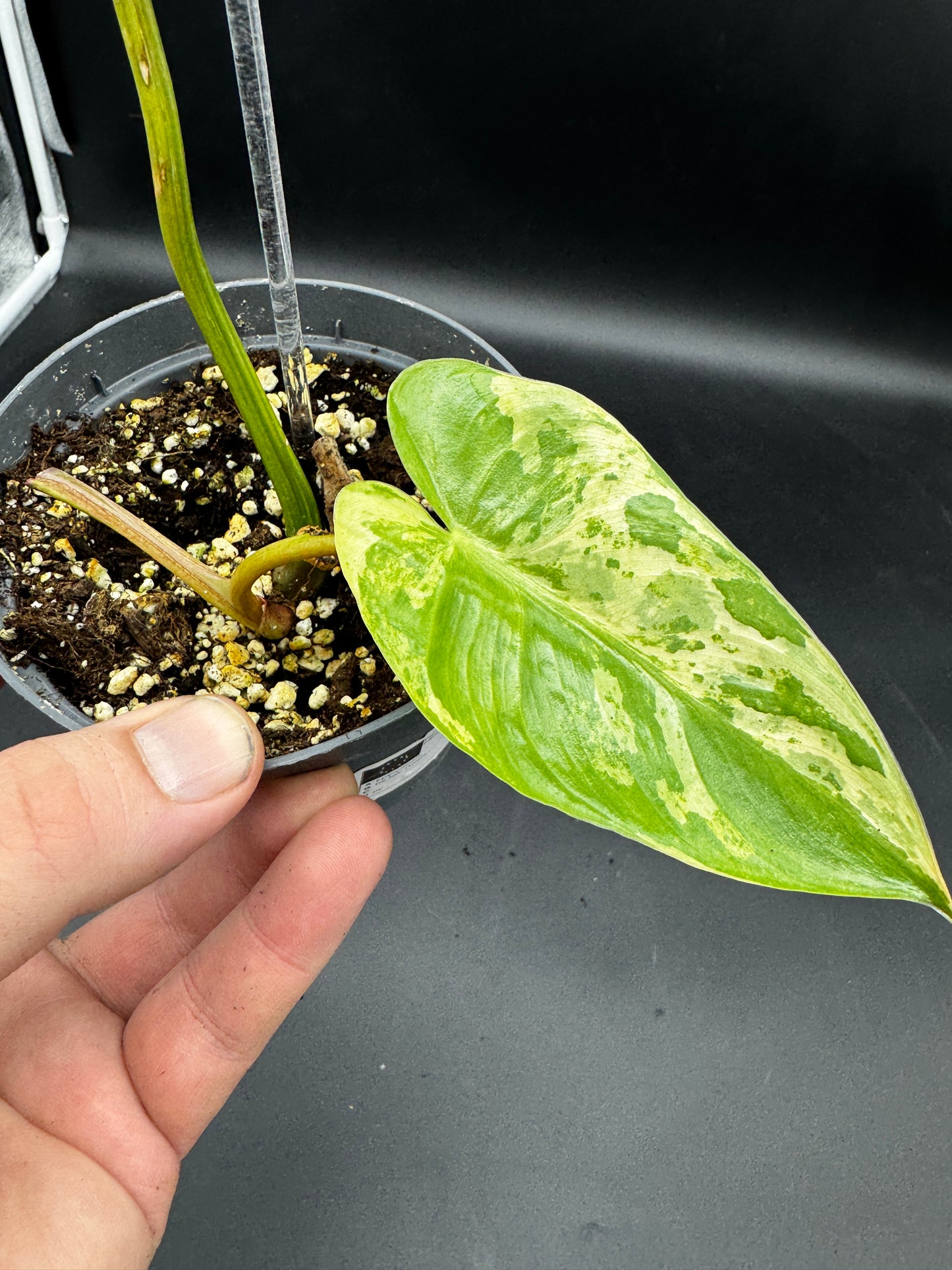 Philodendron Ilsemanii variegata
