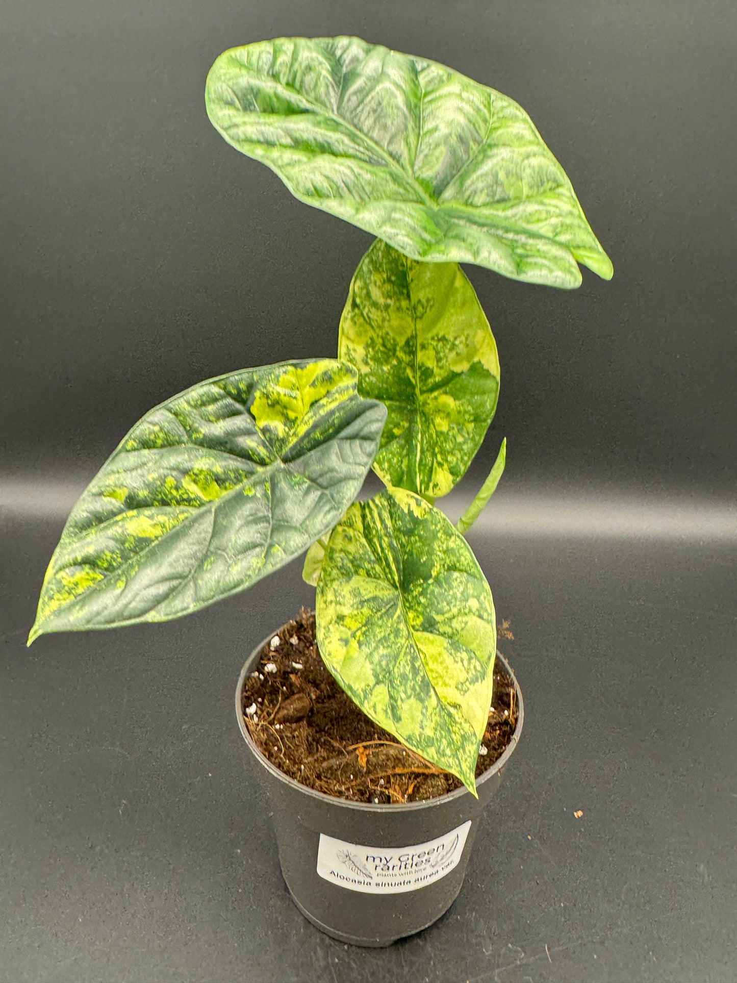 Alocasia sinuata aurea