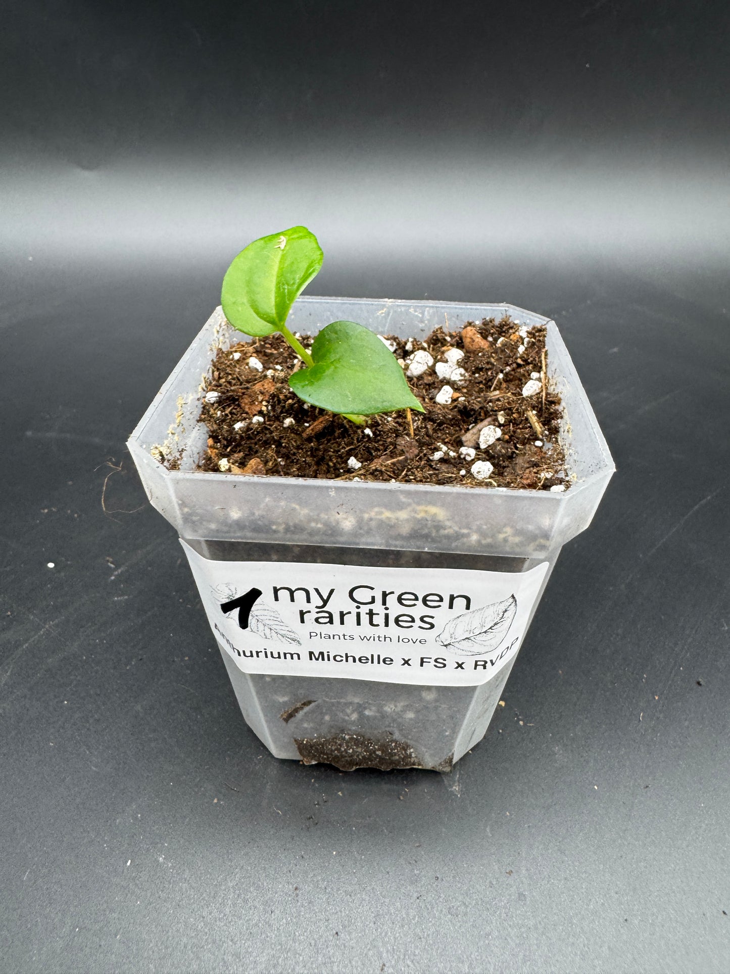Anthurium Michelle × Anthurium FS × RVDP – Seedling