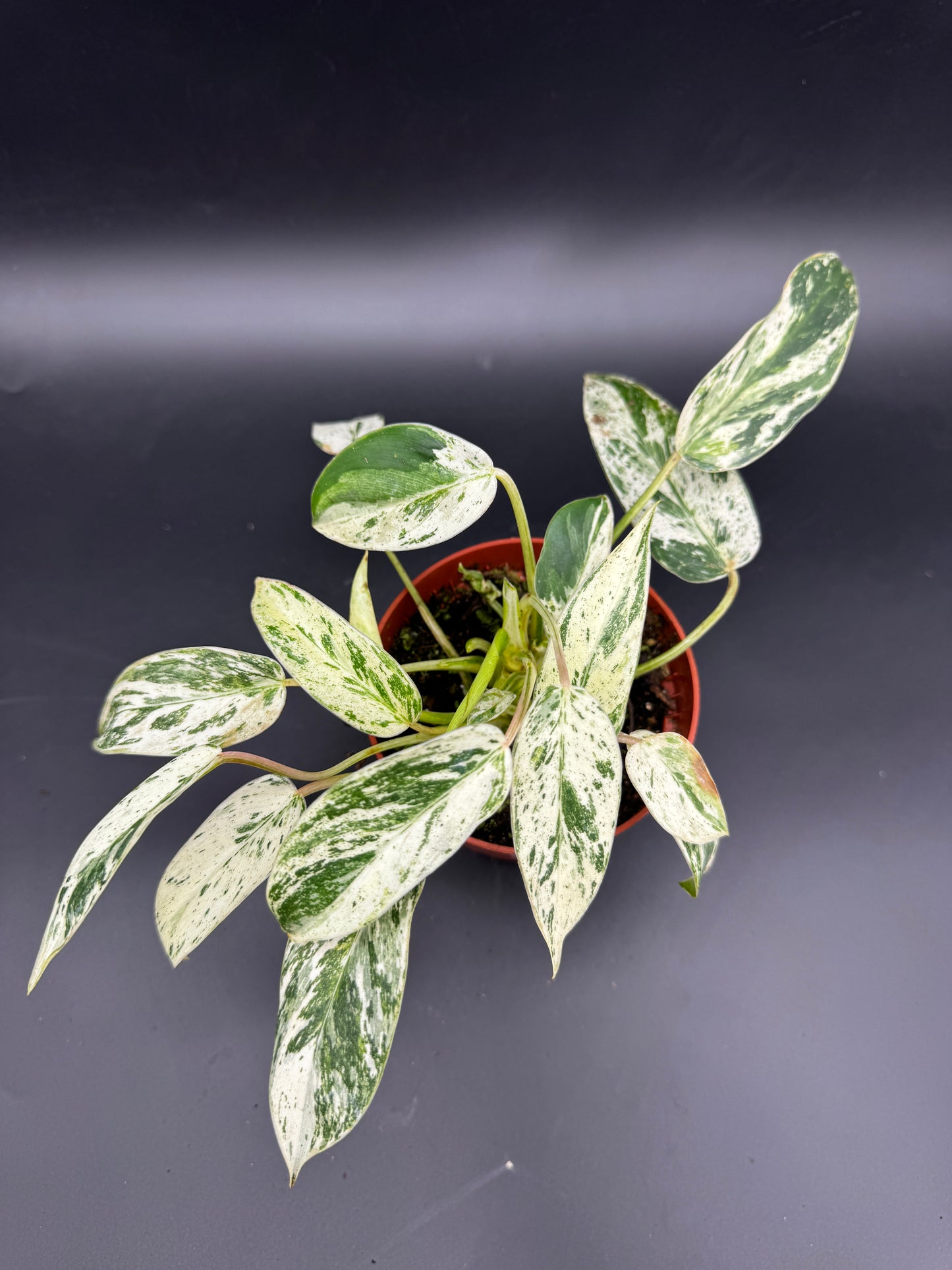 Philodendron Emerald Queen Variegata