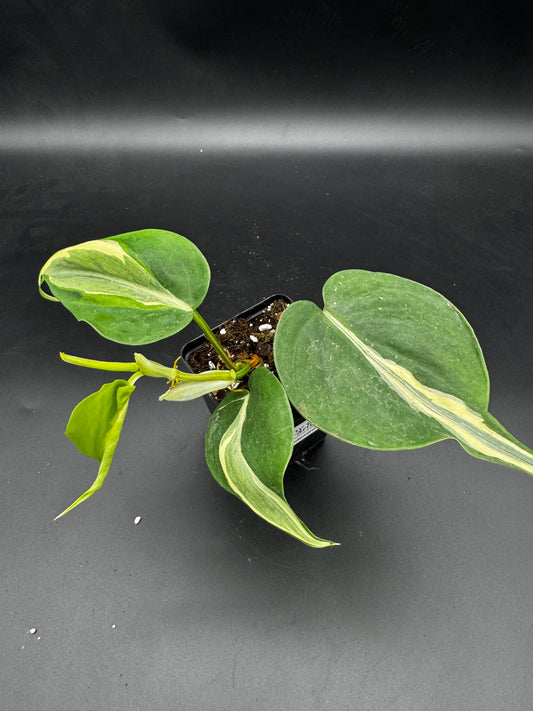 Philodendron hederaceum Rio