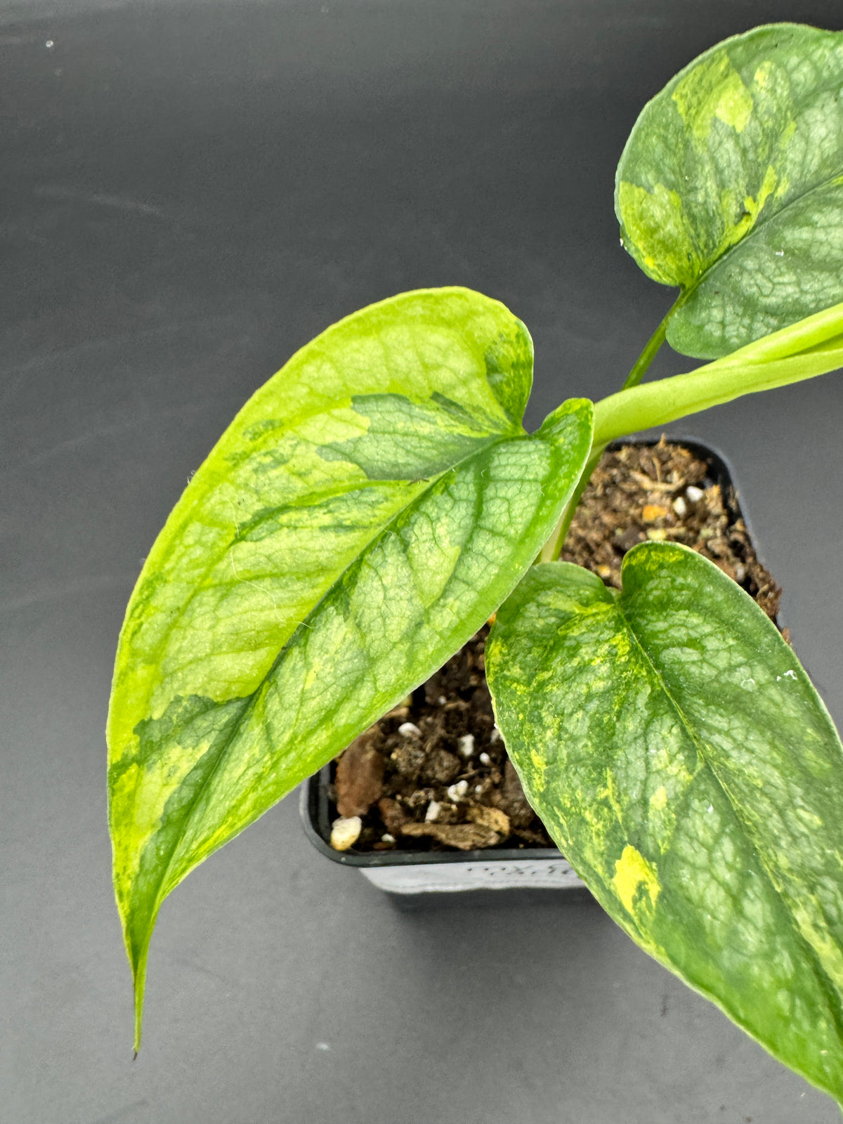 Monstera Siltepecana Aurea