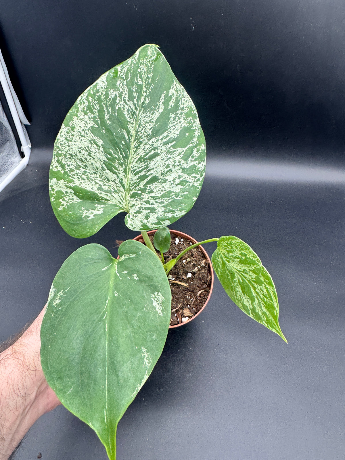 Monstera Bulbasaur