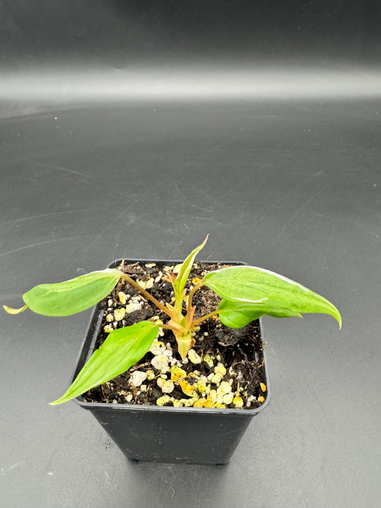 Philodendron micans velvet halo variegata