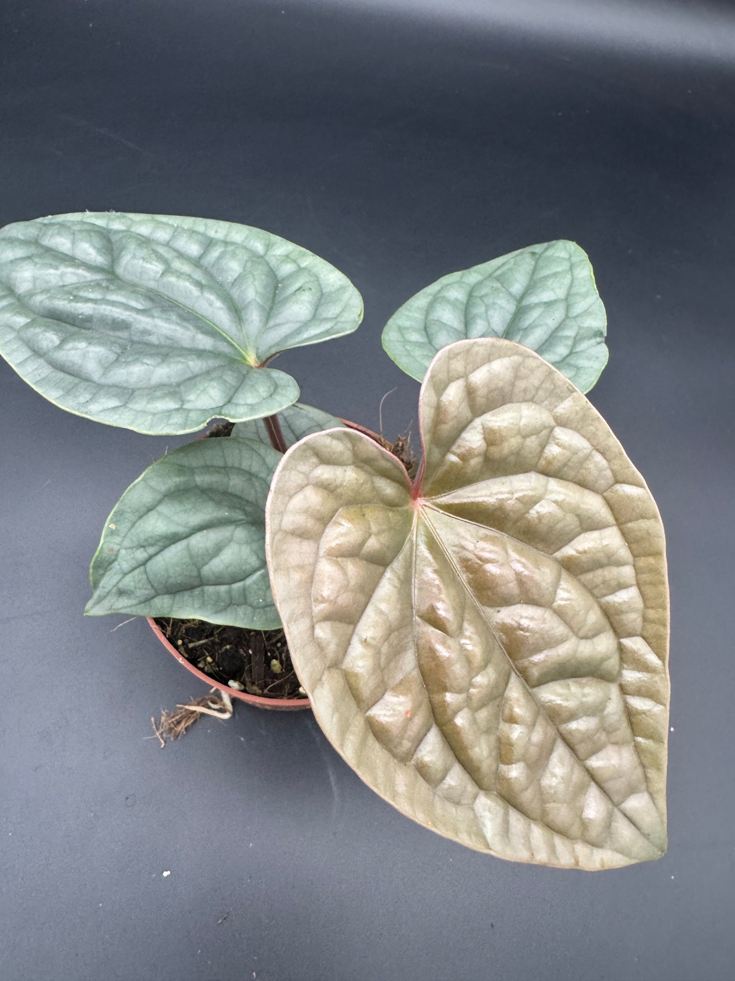 Anthurium Luxurians