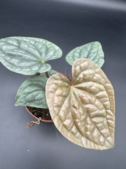 Anthurium Luxurians