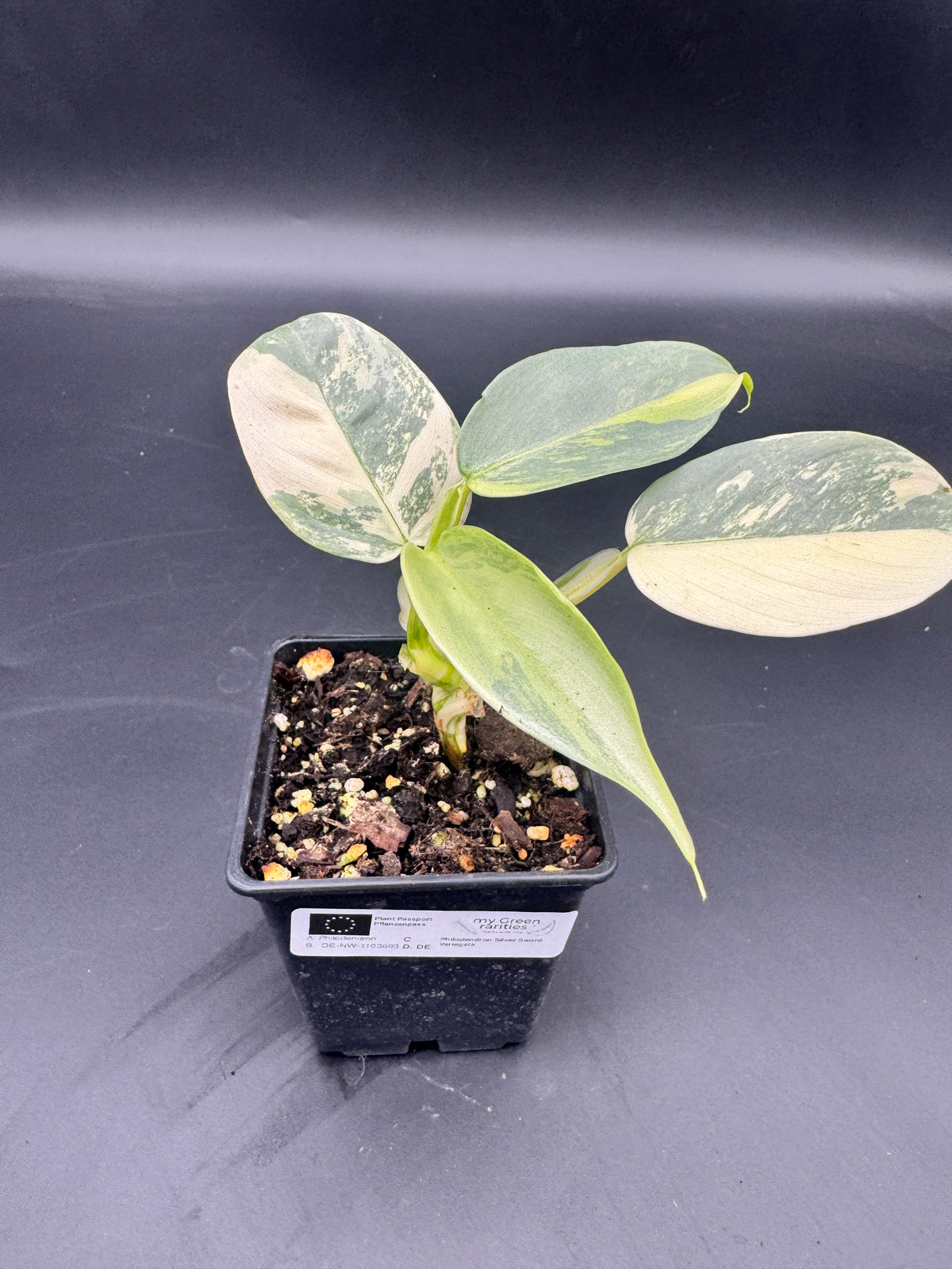 Philodendron Silver Sword variegata