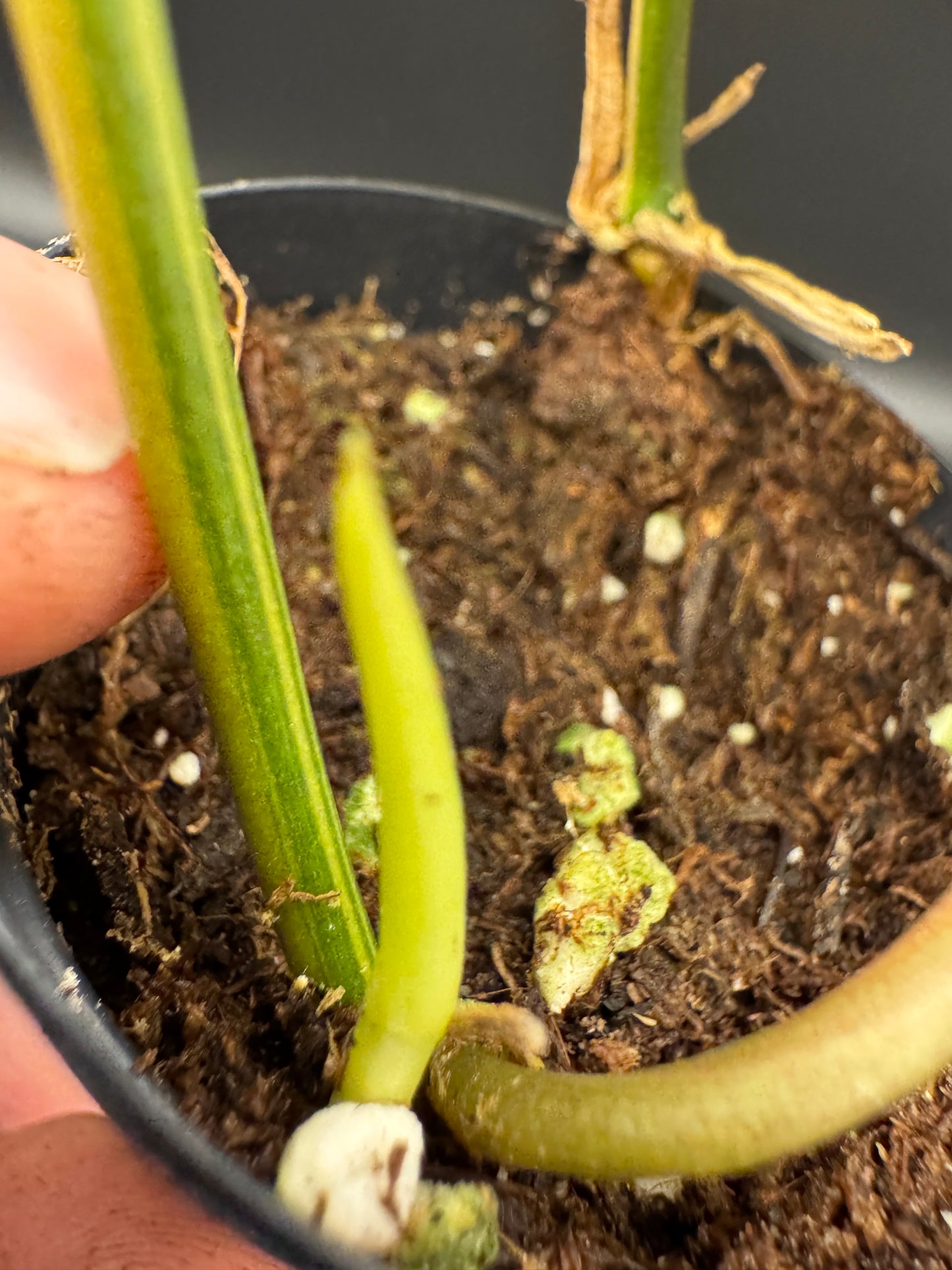 Philodendron micans variegata
