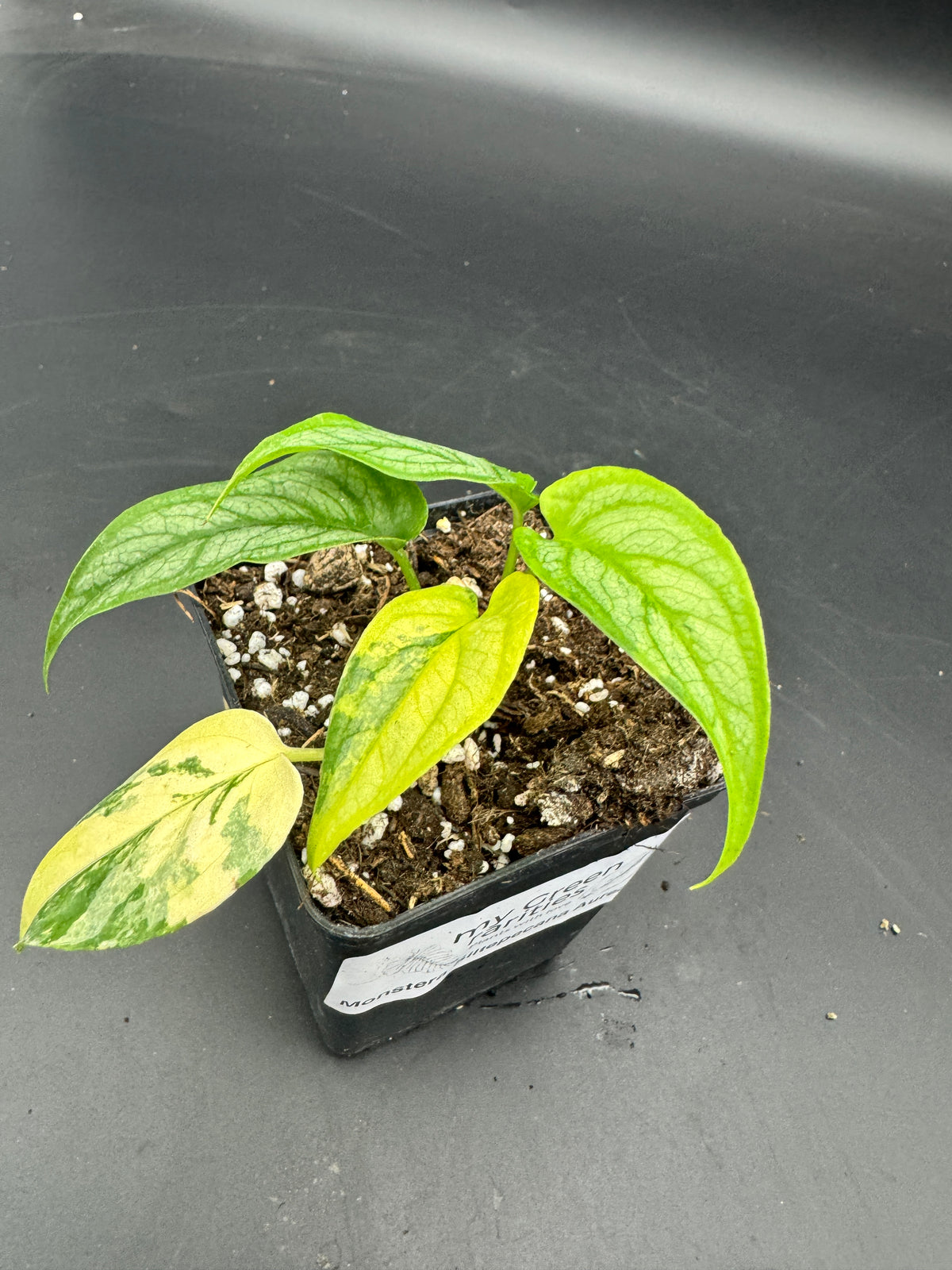 Monstera siltepecana Aurea