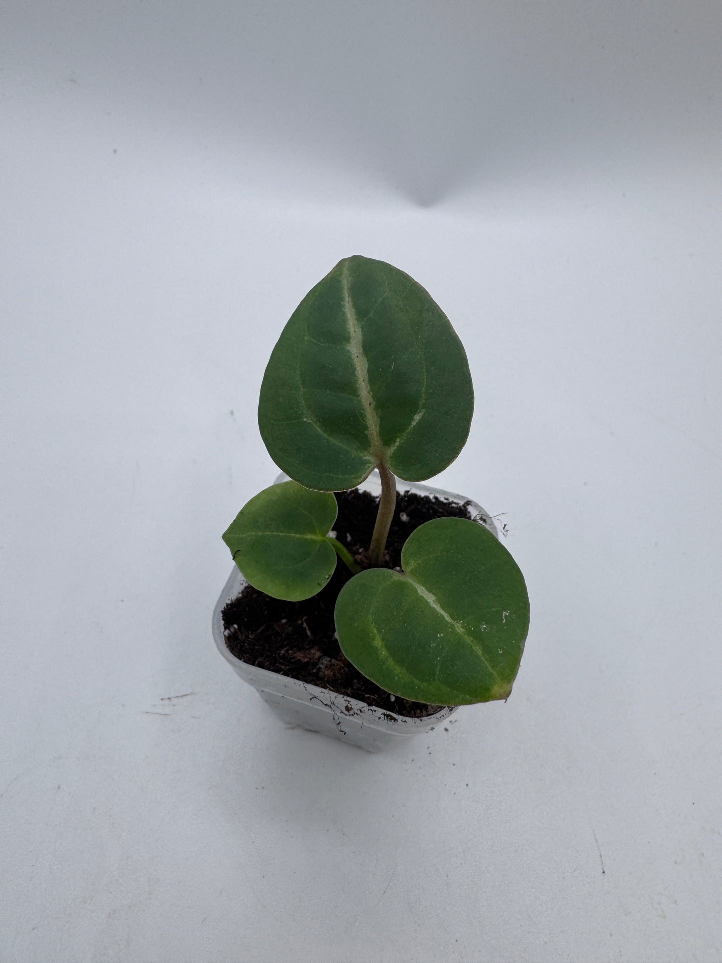 Anthurium Michelle x Michelle