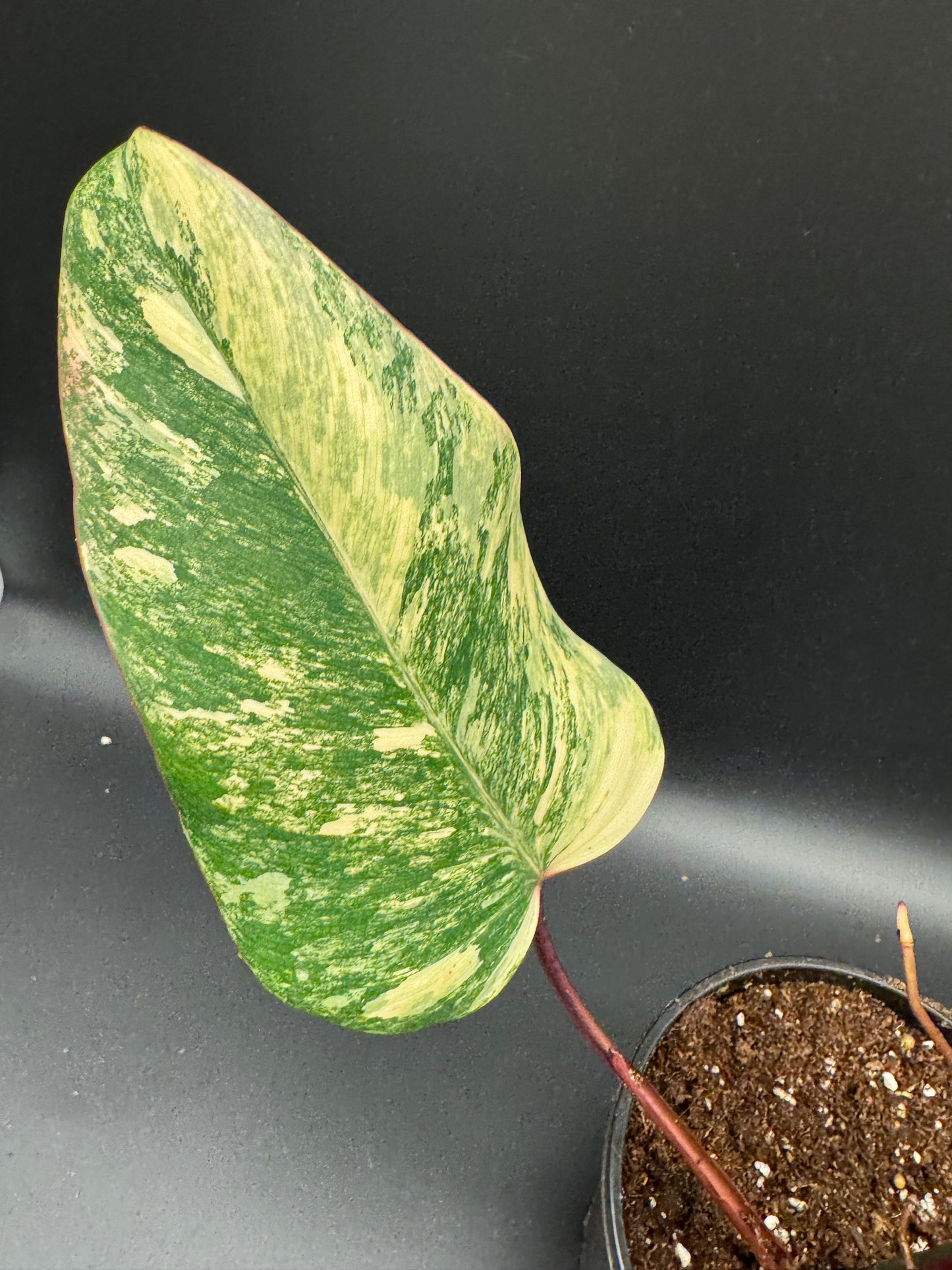 Philodendron Strawberry Shake