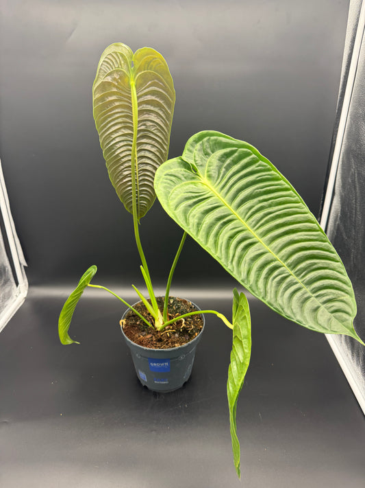Anthurium Veitchii (groß)