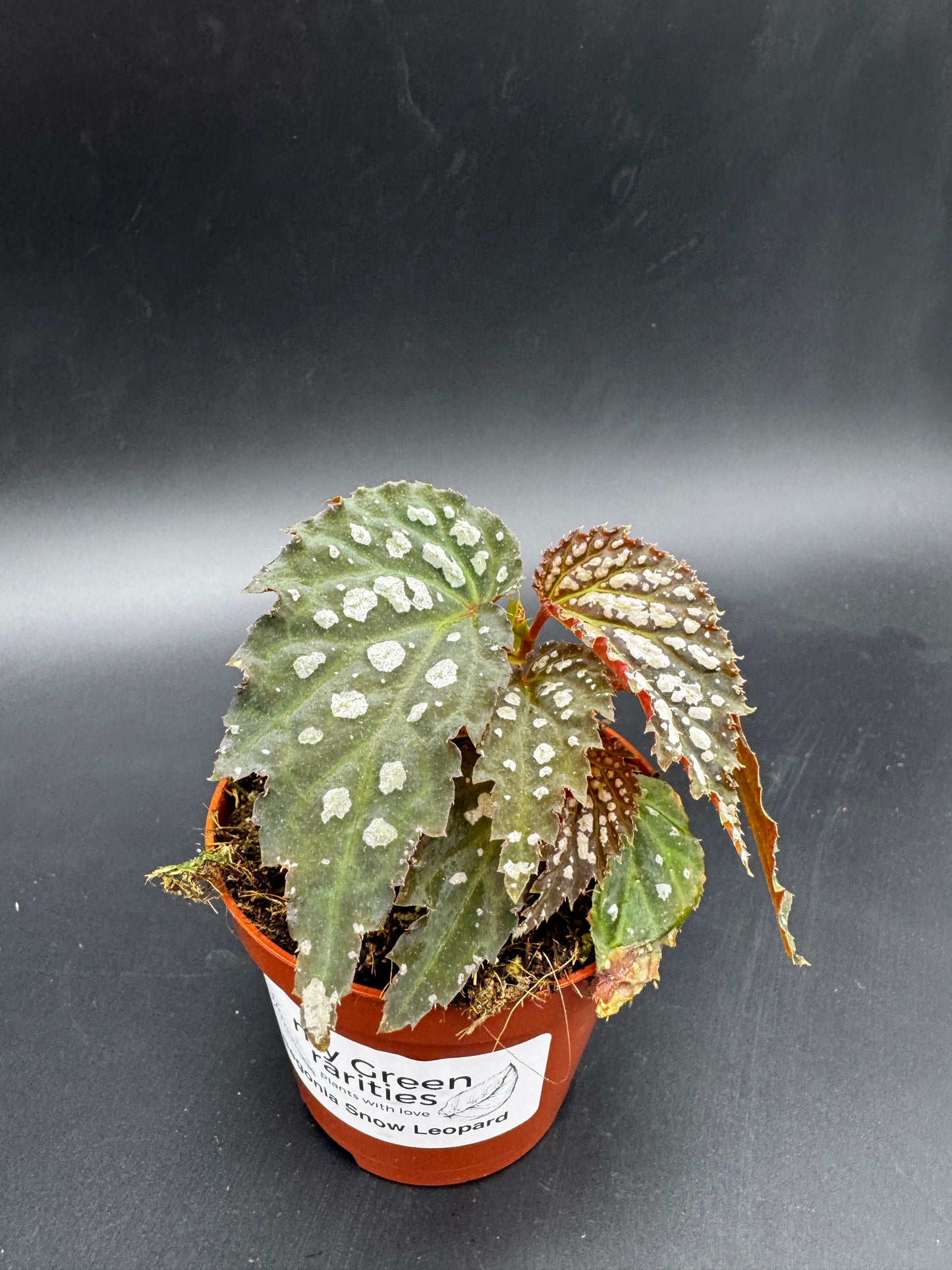 Begonia Snow Leopard
