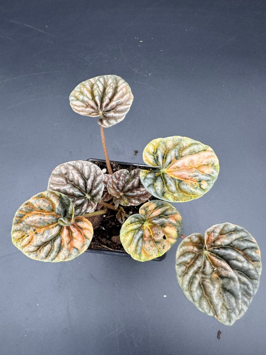 Peperomia caperata Disco Fall variegata