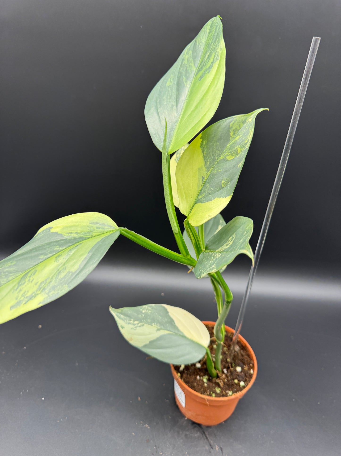 Philodendron Silver sword variegata