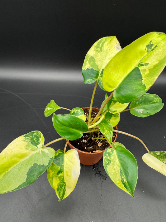 Philodendron burle marx variegata