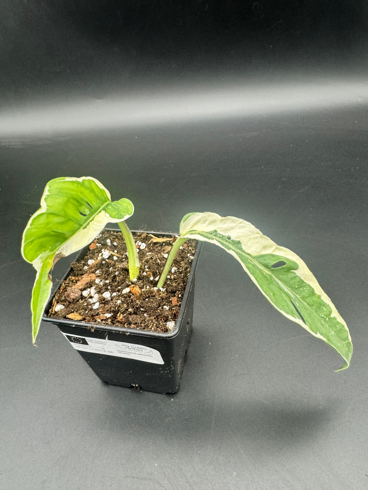 Epipremnum pinnatum Ghostie