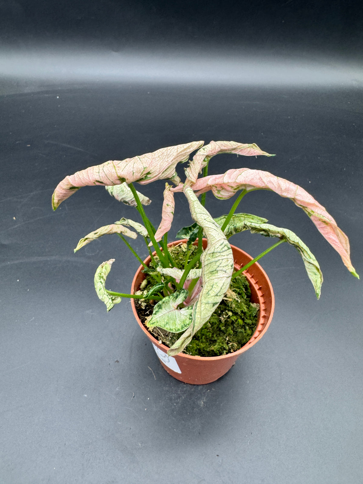 Syngonium pink Rolli