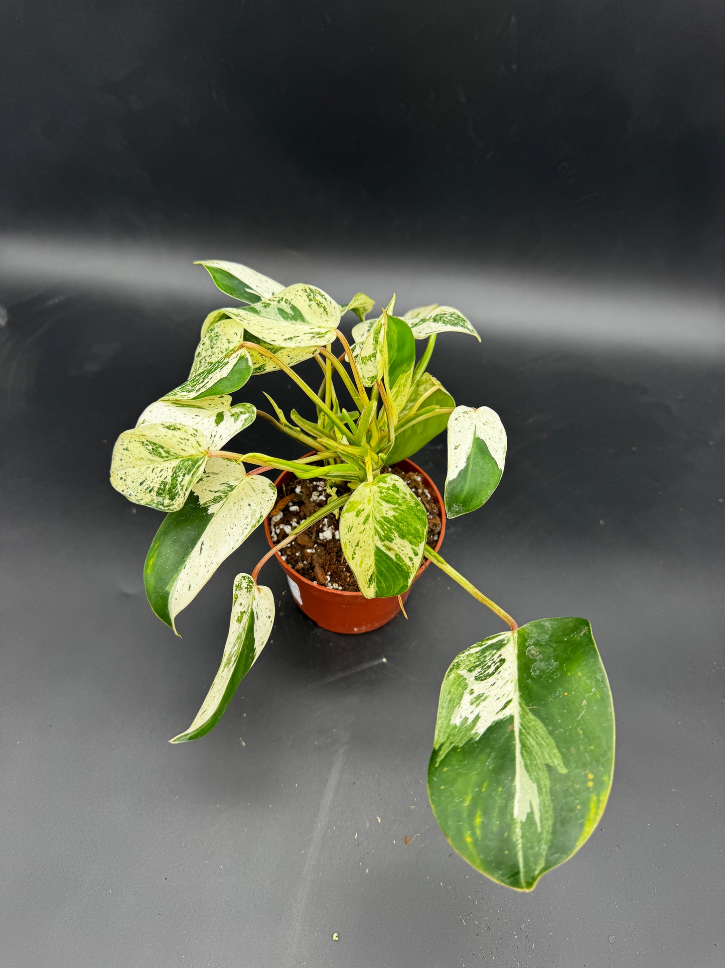 Philodendron Emerald Queen Variegata