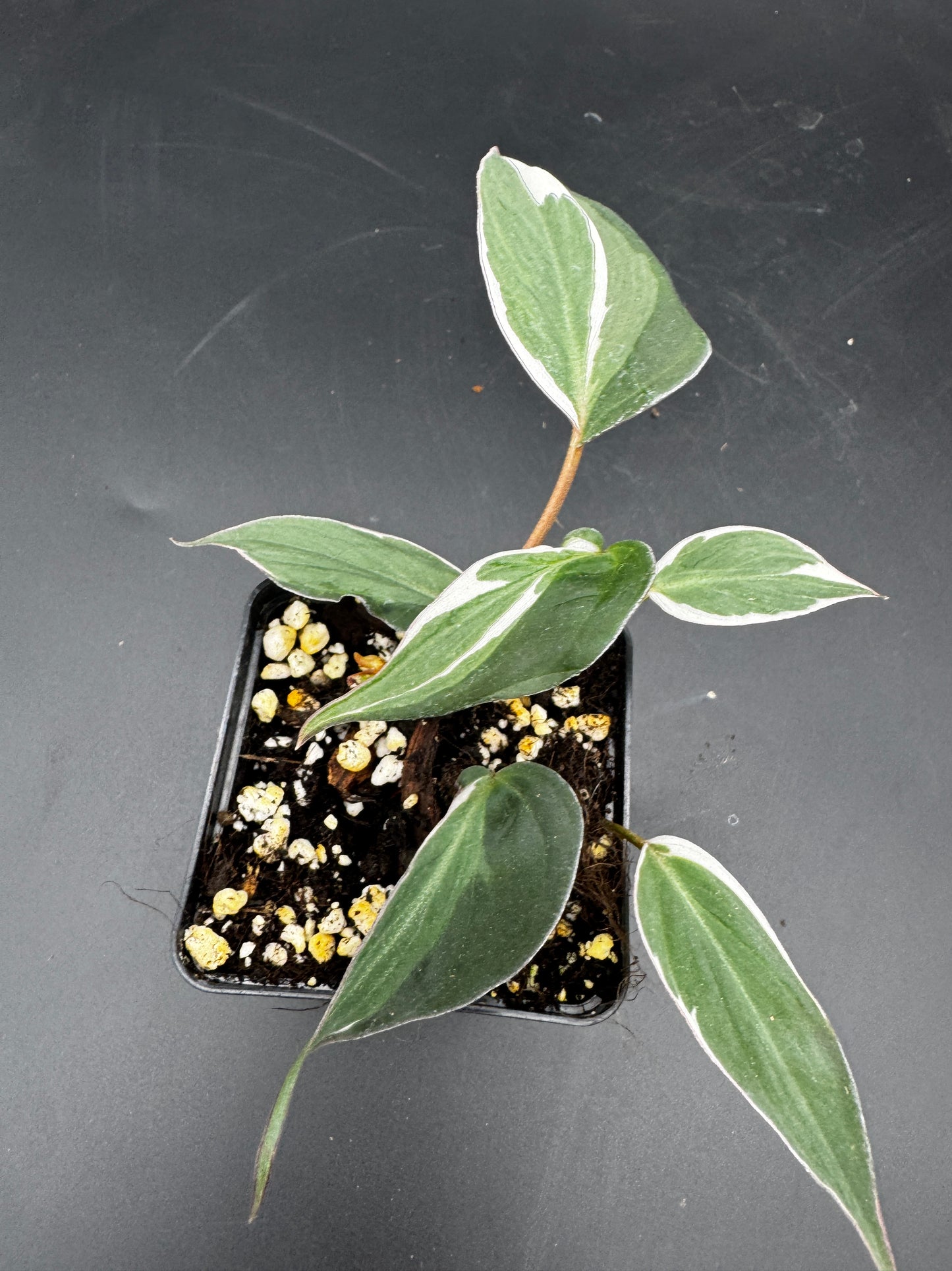 Philodendron micans velvet halo variegata