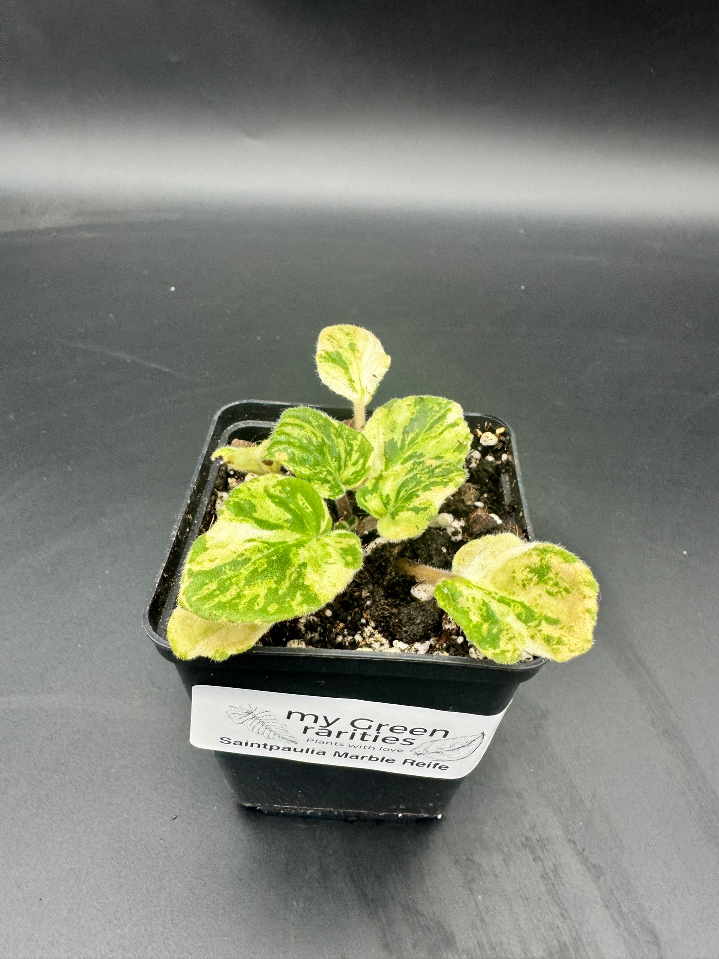 Sintpaulia Marble reife