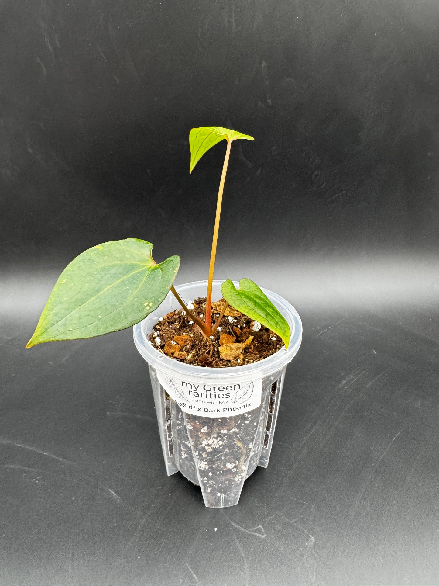 Anthurium Ace of Spades dark form x Dark Phoenix