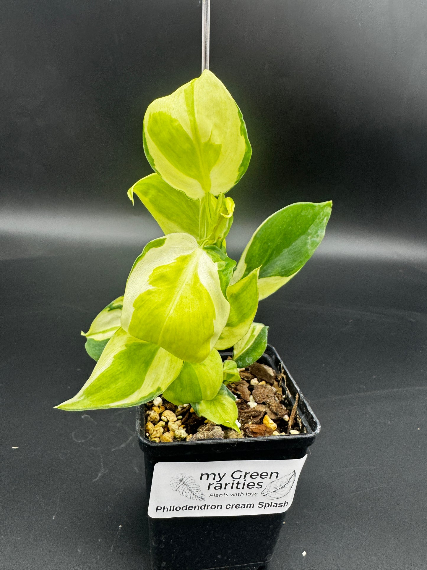 Philodendron cream splash