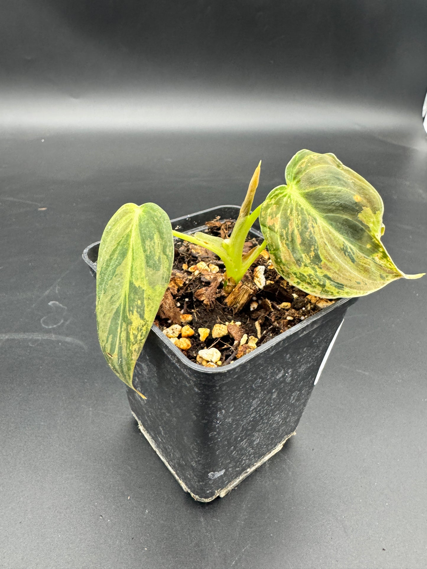 Philodendron melanochrysum variegata