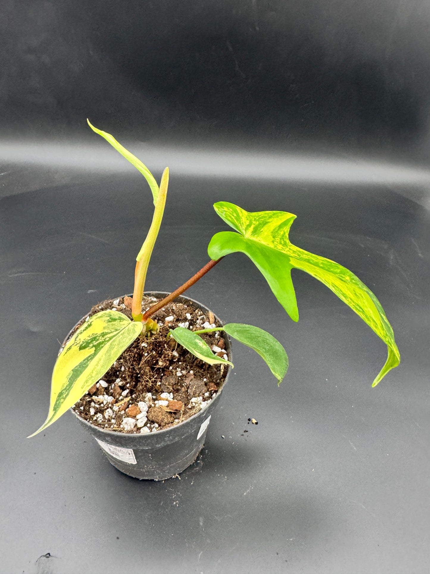 Philodendron Florida Beauty